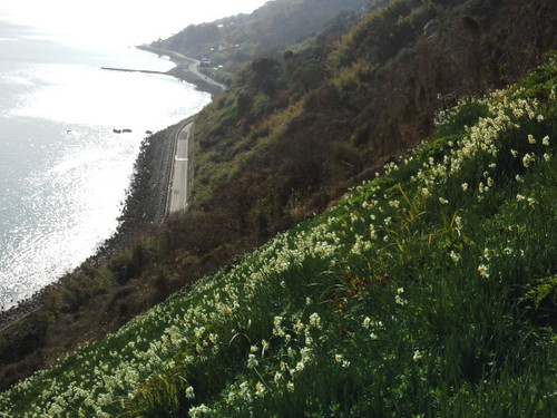 灘の水仙郷・淡路島
