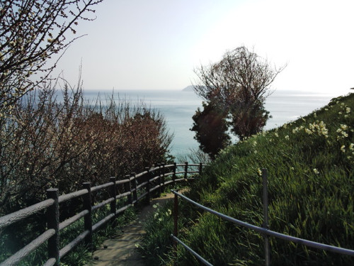 灘の水仙郷・淡路島